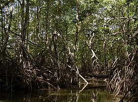 in der Mangrove bei Mittelwasser, Sierpe River