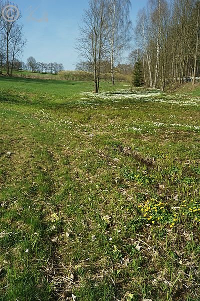 Blühende Sumpfdotterblumen (Caltha palustris) und Buschwindröschen (Anemone nemorosa) auf einer Nasswiese