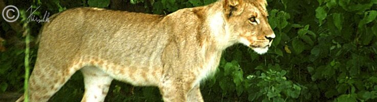 junger Löwe (Panthera leo) steht am Rande des Buschlandes