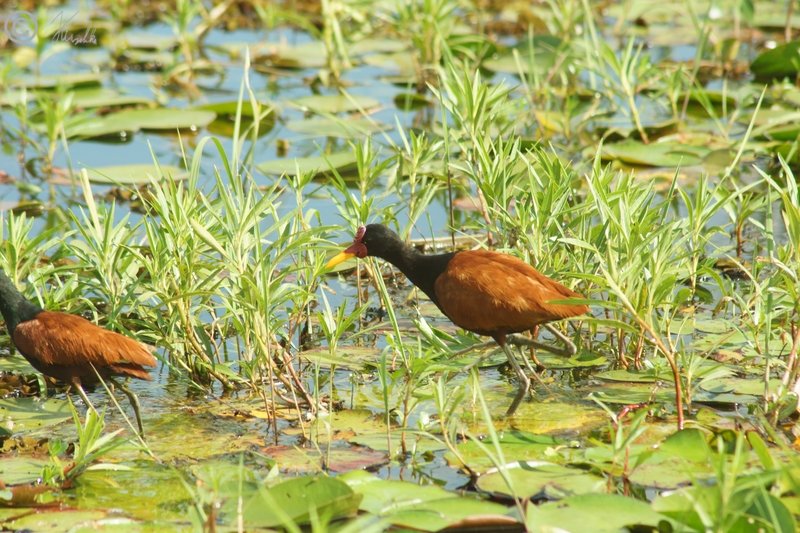 Wattled Jacanas (Jacana jacana) laufen über Wasserpflanzen