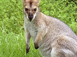 Rotnacken-Wallaby (Macropus rufogriseus) frißt auf einer Wiese