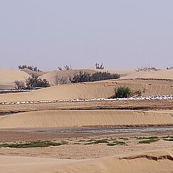 östlicher Teil des Feuchtgebietes mit Wasserflächen direkt zwischen den Dünen, auf denen Wasservogelschwärme sind