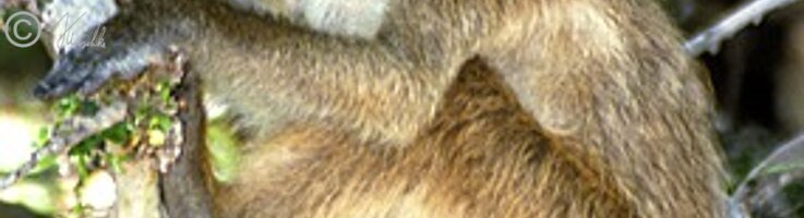 Bärenpavianweibchen (Papio cynocephalus ursinus) sitzt auf einem Ast