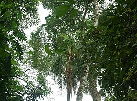 Palmito (Euterpe edulis) im Regenwald
