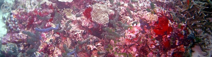Unterwasserfoto: Korallenstöcke