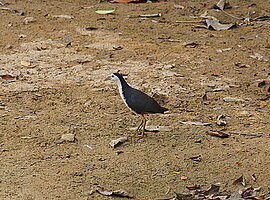 Weißbrust-Wasserralle (Amaurornis phoenicurus) läuft am Ufer