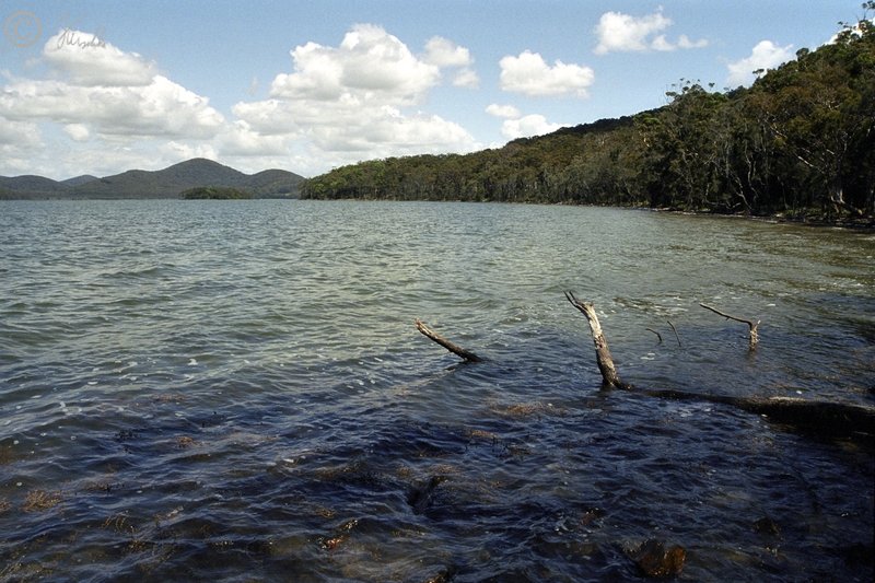 Ufer des Wallis Lake