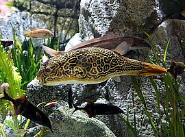 Giant Freshwater Puffer (Tetraodon mbu) im Aquarium
