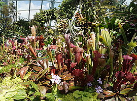 Anlage mit fleichfressenden Pflanzen im Flower Dome auf der oberen Etage