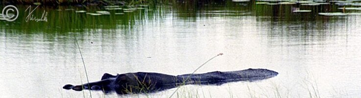Flußpferd (Hippopotamus amphibius) liegt in einem Wasserloch