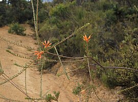 blühende Zweige des Feuerrades (Lambertia ericifolia)