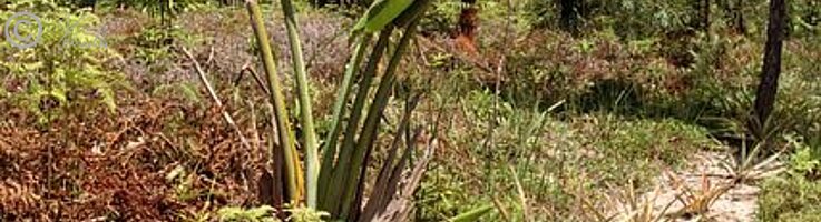 Ananaspflanzung, Regenwaldschutz-Projekt der Grünen Liga