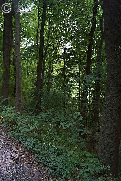 Blick in den Hangwald unterhalb der Straße