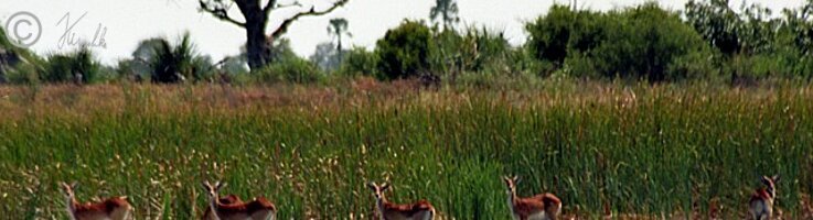 Herde Moorantilopen (Kobus leche) steht am Rande eines Wasserlochs