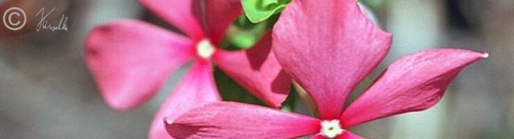 Blüten des Madagaskar-Immergrüns (Catharanthus roseus)