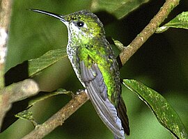 Kolibri sitzt auf einem Ast, Kolibrigalerie