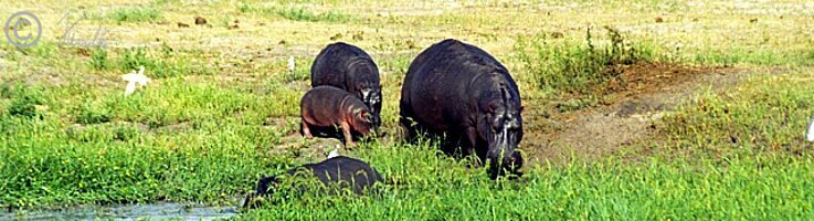 Flußpferde (Hippopotamus amphibius), einschließlich Jungtier, fressen auf der Sumpfwiese