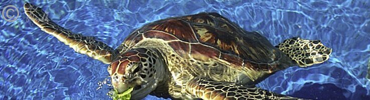 Bastardschildkröte (Lepidochelys olivacea) im Wasser, Ocean Centre