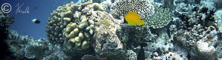 Unterwasserfoto: Fische schwimmen vor einem Korallenstock