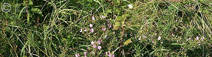 Blühender Dornige-Hauhechel-Bestand (Ononis spinosa)