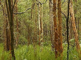 Paperbark-Sumpfwald