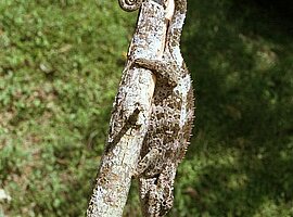 Chamäleon (Calumma brevicornis) auf einem Ast