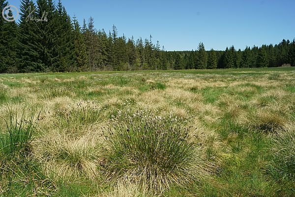 Bestände von Scheiden-Wollgras (Eriophorum vaginatum) auf einer Moorwiese