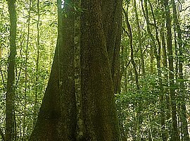 ein junger Baum wächst direkt aus dem Wurzelbereich eines Starkbaumes