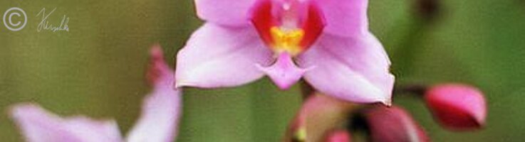 Blüte einer Orchidee auf altem Lavastrom