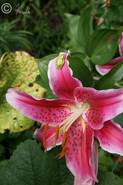 Laubfrosch (Hyla arborea) sitzt auf einer Lilienblüte im Garten