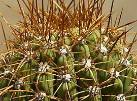 Detail eines Kaktus (Trichocereus terscheckii)