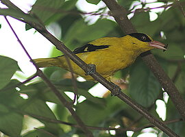 männlicher Black-Naped Oriole (Oriolus chinensis) sitzt mit Nahrung im Schnabel in einem Strauch