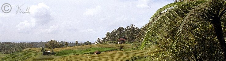 Landschaft mit Reisfeldern 