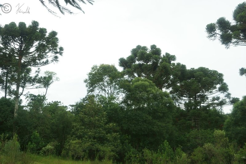 Bestand von  Auraucaria angustifolia