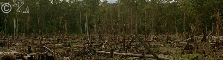 Holzeinschlag im Tieflandregenwald