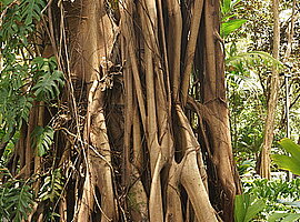 Feigenstamm (Ficus kerkhovenii) mit Epiphyten