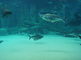 Mekong-Riesenwelse in einem Aquarium zum Mekong