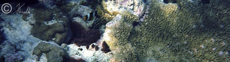 Unterwasserfoto: Seeanemone mit Anemonenfisch