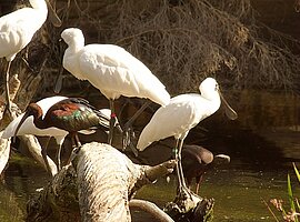 Königslöffler (Platalea regia) und Glossy Ibis (Plegadis falcinellus) auf einem Stamm im Wasser