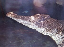 Süßwasserkrokodil (Crocodylus johnsoni) im Aquarium