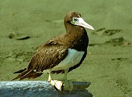 Weißbauchtölpel (Sula leucogaster) auf Treibholz am Strand