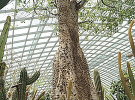 Sukkulentenanlage mit Kapokbaum im Flower Dome