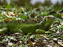 junger Grüner Leguan (Iguana iguana), InBioParc