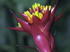 Bromelienblüte