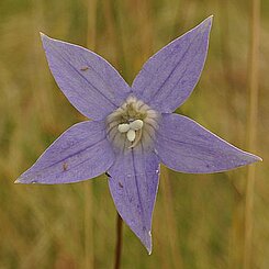Blüte einer Glockenblume (Wahlenbergia luteola)