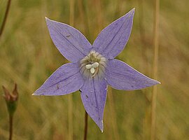 Blüte einer Glockenblume (Wahlenbergia luteola)