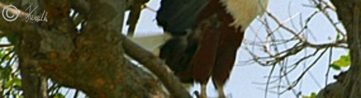 Schreiseeadler (Haliaeetus vocifer) fliegt auf