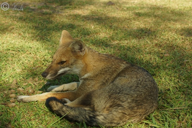 Ruhender Pampasfuchs (Lycalopex gymnocercus)