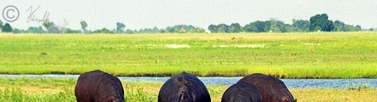 Flußpferde (Hippopotamus amphibius) fressen auf der Sumpfwiese des Chobe River