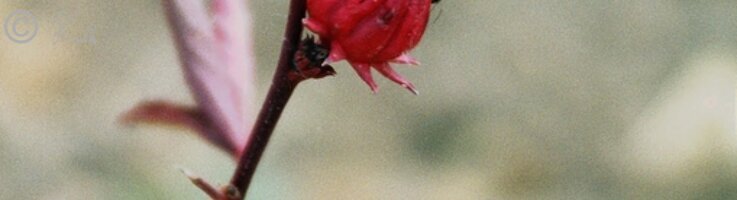 Roselle (Hibiscus sabdariffa), Talhang bei Mogode
